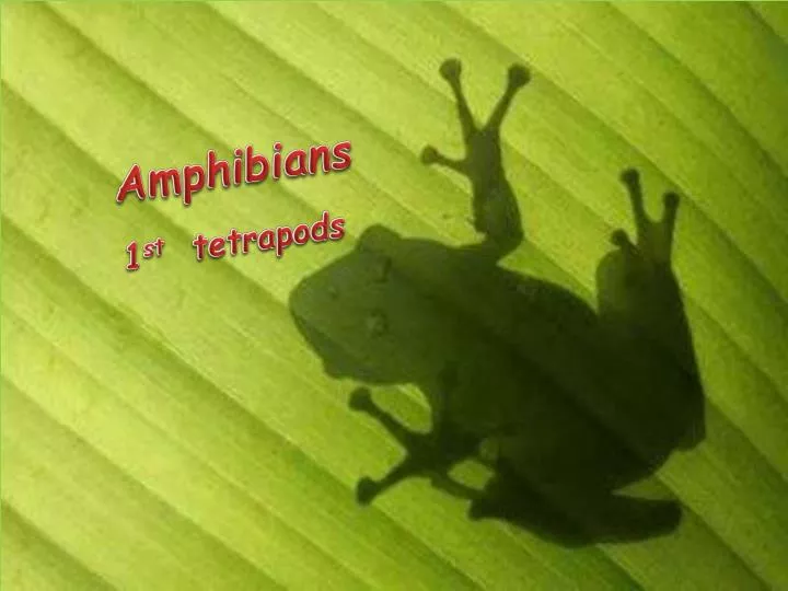 amphibians