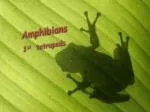Amphibians - slide 1