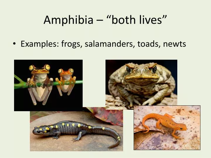 amphibia both lives