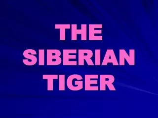 THE SIBERIAN TIGER