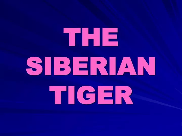the siberian tiger