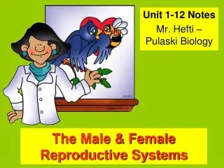 The Male &amp; Female Reproductive Systems