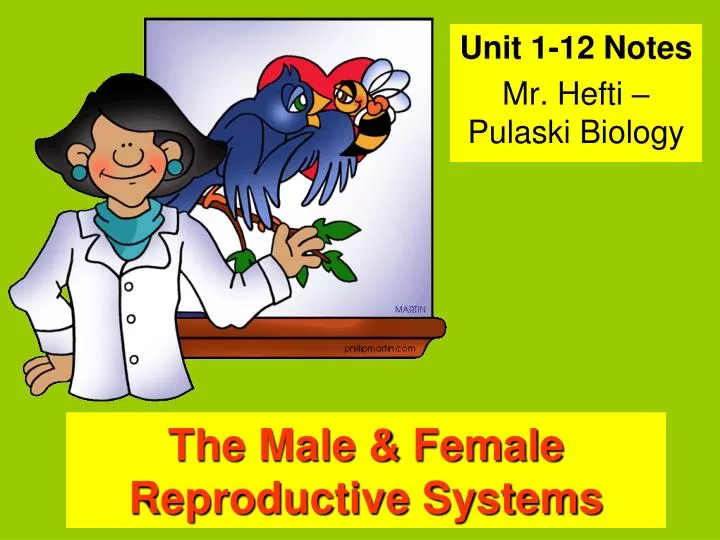 the male female reproductive systems