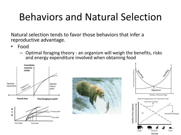 behaviors and natural selection