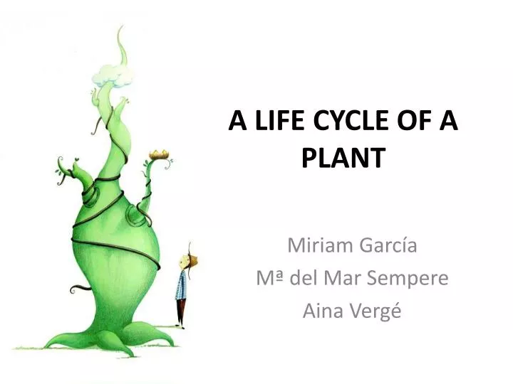 a life cycle of a plant