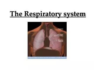 the respiratory system