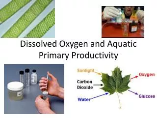 Dissolved Oxygen and Aquatic Primary Productivity