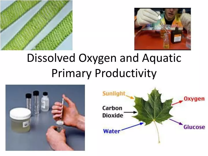 dissolved oxygen and aquatic primary productivity