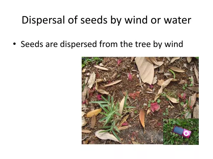 dispersal of seeds by wind or water