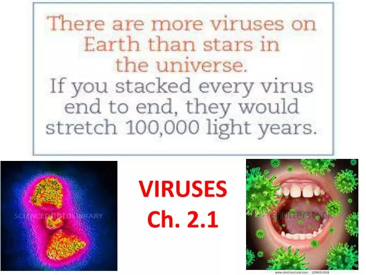 viruses ch 2 1