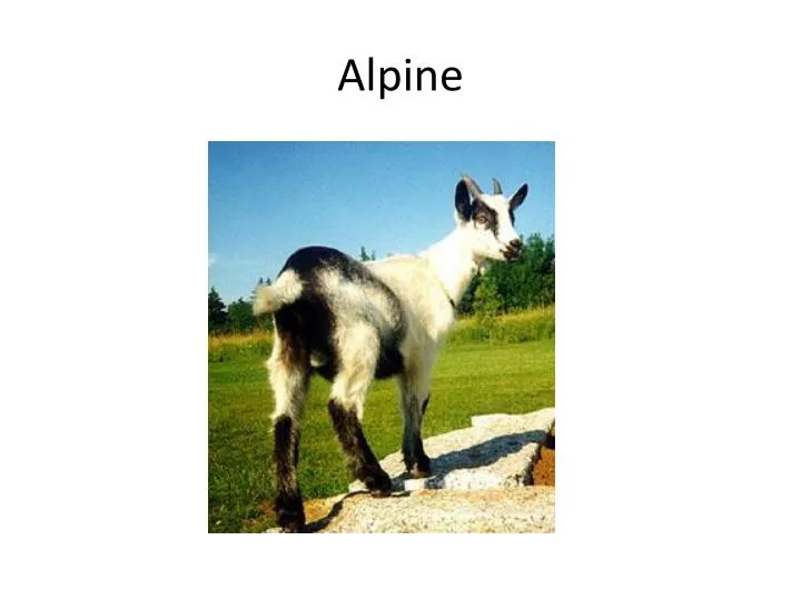 alpine