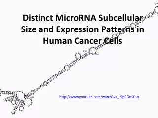 Distinct MicroRNA Subcellular Size and Expression Patterns in Human Cancer Cells