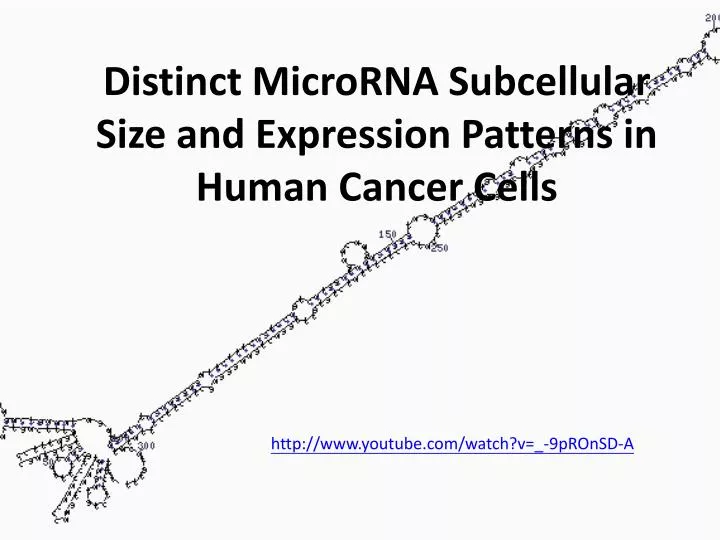 distinct microrna subcellular size and expression patterns in human cancer cells