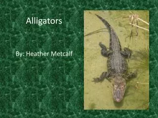 Alligators