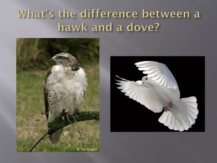 what s the difference between a hawk and a dove