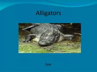 alligators
