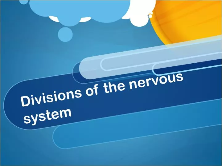 divisions of the nervous system