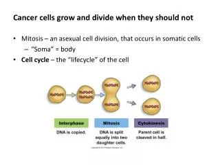 Cancer cells grow and divide when they should not