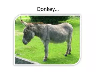 Donkey…