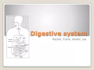 Digestive system