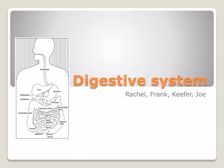 digestive system