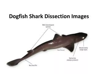 Dogfish Shark Dissection Images