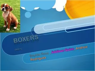 Boxers [DOGS]