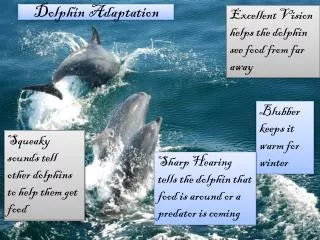 Dolphin Adaptation
