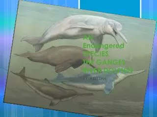 AN Endangered SPECIES THE GANGES RIVER DOLPHIN