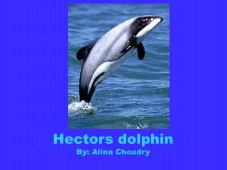 Hectors dolphin By: Alina Choudry