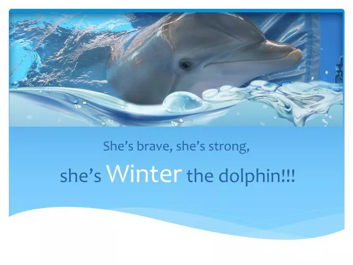 she s brave she s strong she s winter the dolphin