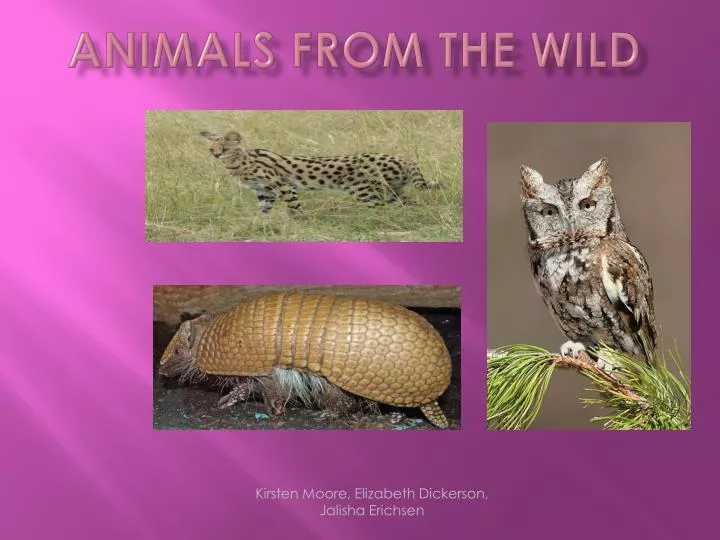 animals from the wild