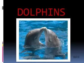 dolphins