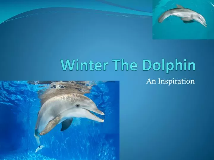 winter the dolphin