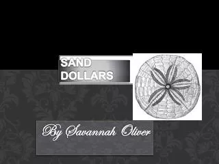 Sand dollars