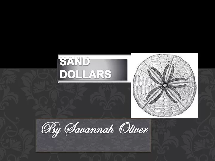 sand dollars