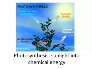Photosynthesis: sunlight into chemical e nergy