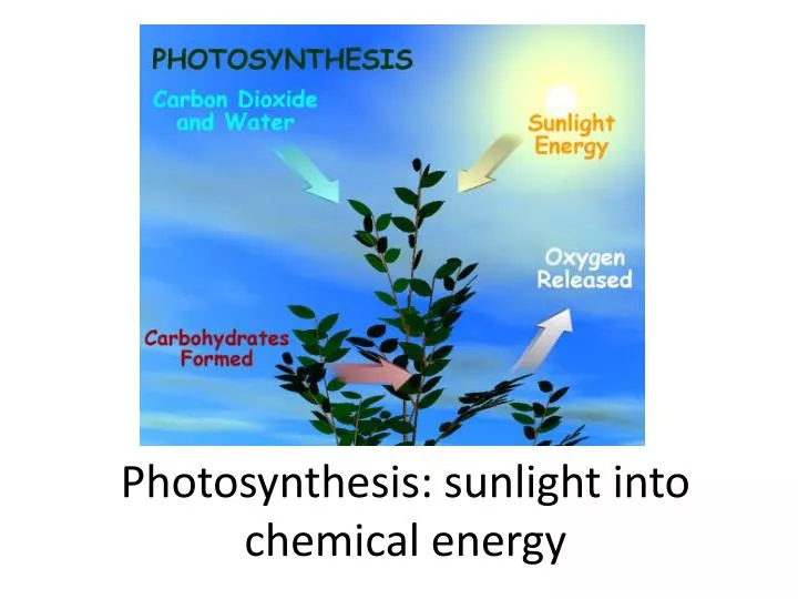 photosynthesis sunlight into chemical e nergy