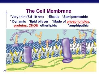 The Cell Membrane