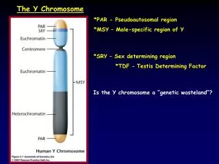 The Y Chromosome
