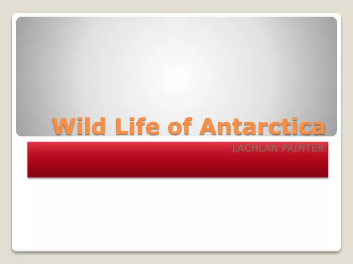 wild life of antarctica