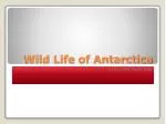 Wild Life of Antarctica