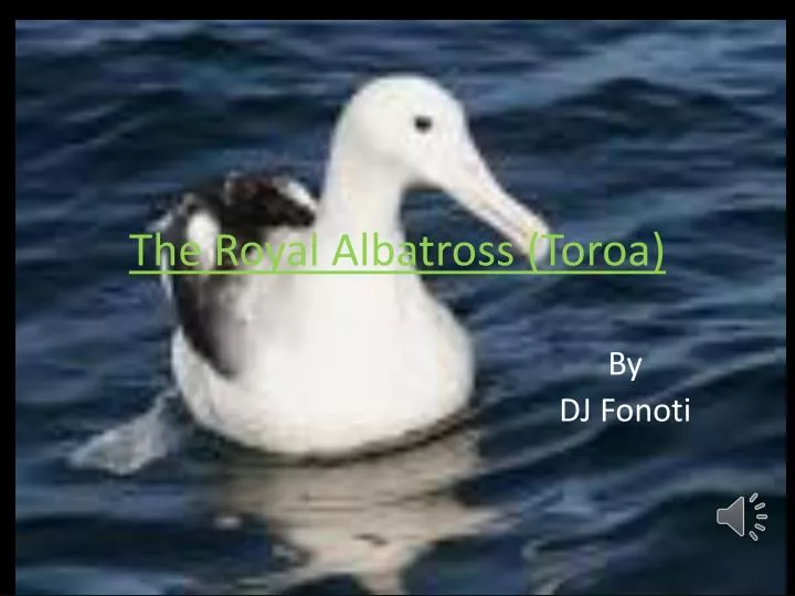 the royal albatross toroa