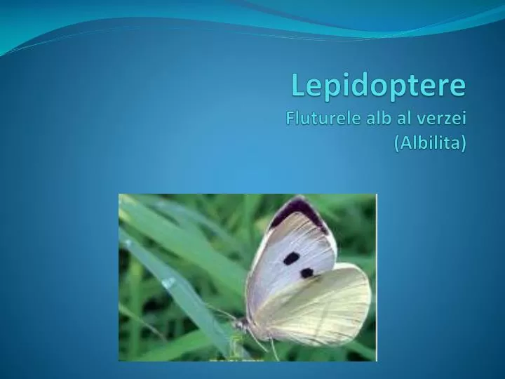 lepidoptere fluturele alb al verzei albilita