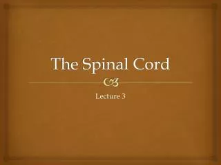 the spinal cord