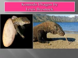 Komodo Dragon by Lexis Bresnock