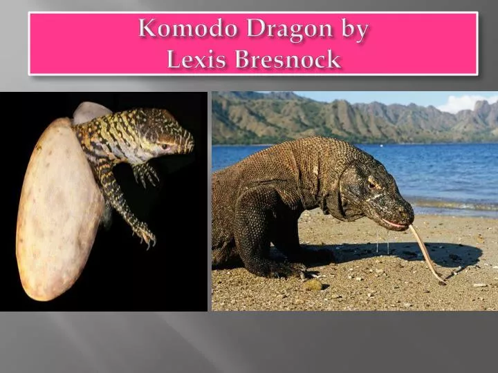 komodo dragon by lexis bresnock
