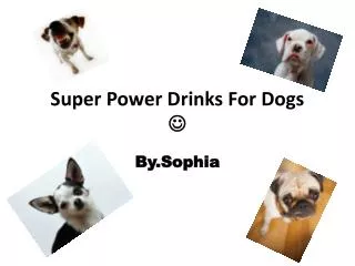 Super Power Drinks For Dogs ?