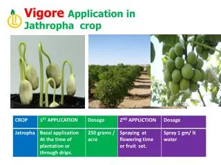Vigore Application in Jathropha crop