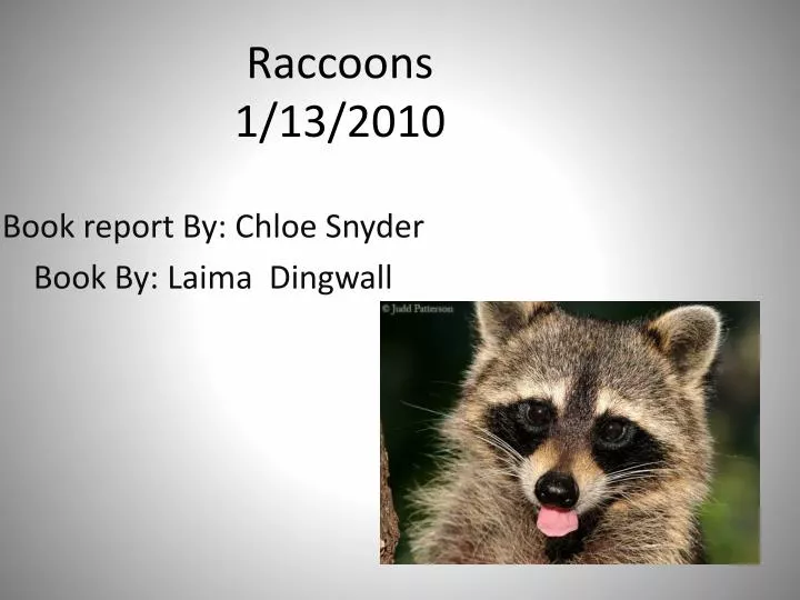 raccoons 1 13 2010